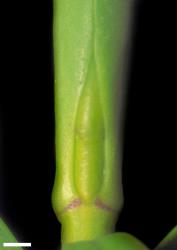 Veronica townsonii. Leaf bud with narrow, acute sinus. Scale = 1 mm.
 Image: W.M. Malcolm © Te Papa CC-BY-NC 3.0 NZ